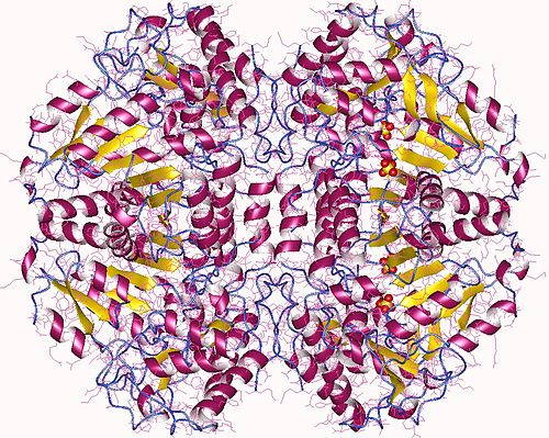 Tryptophanase