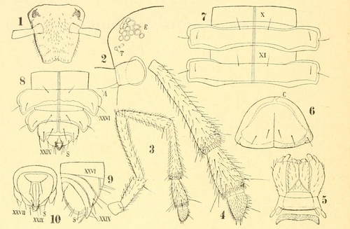 Urochordeuma