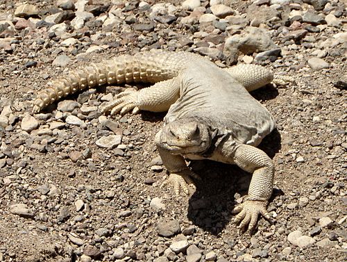 Uromastyx