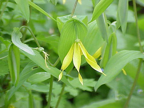 Uvularia