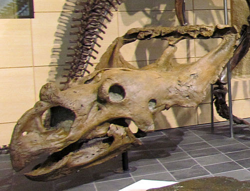 Vagaceratops