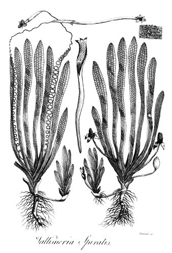 Vallisneria