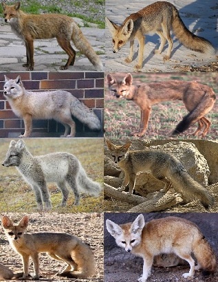 Vulpes