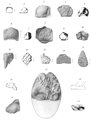 Waeringopterus