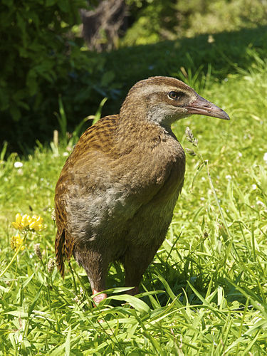 Weka