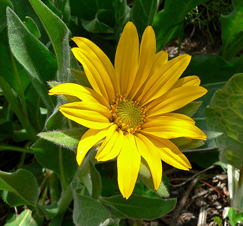 Wyethia