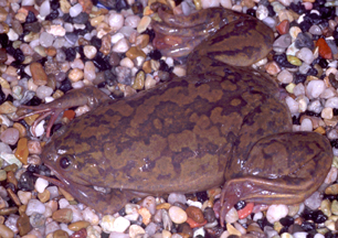 Xenopus