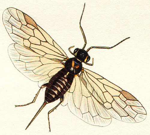 Xyelidae