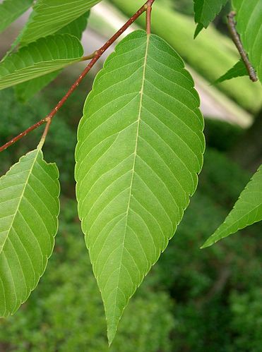 Zelkova