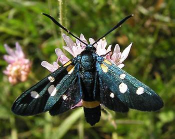 Zygaena