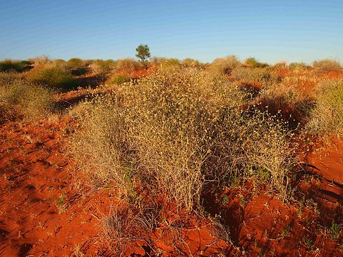 Zygochloa