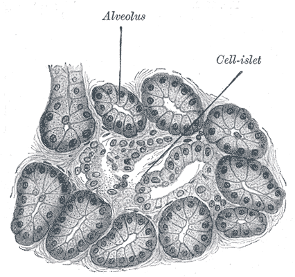 acinus