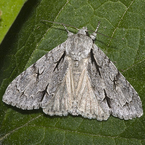 acronicta