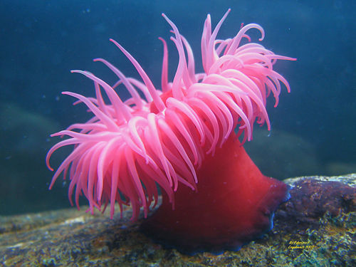 actinia