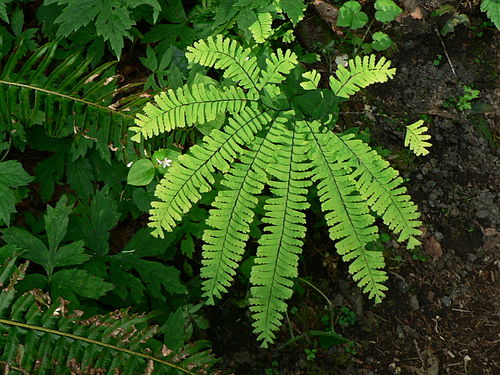 adiantum