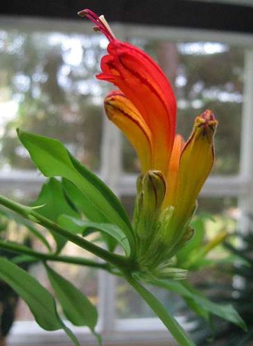 aeschynanthus