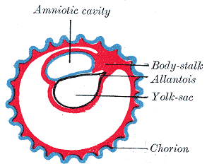 allantois