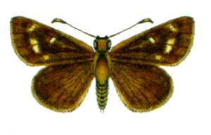 anisynta