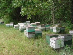 apiary