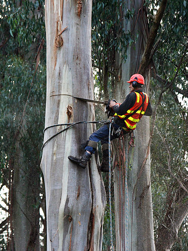 arboriculture