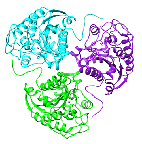 arginase