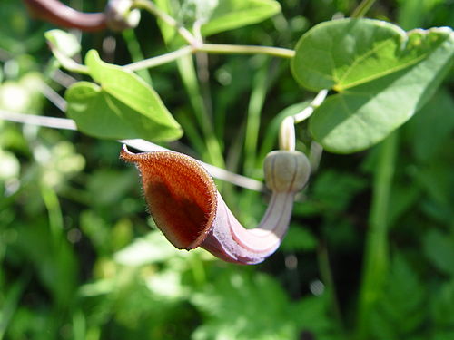 aristolochia