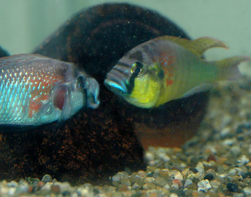 astatotilapia