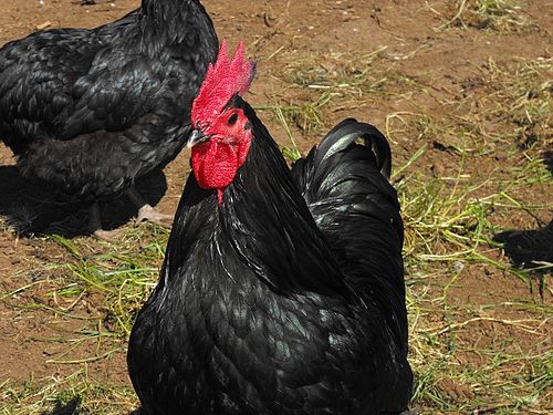 australorp