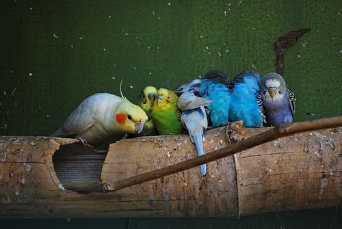 aviculture