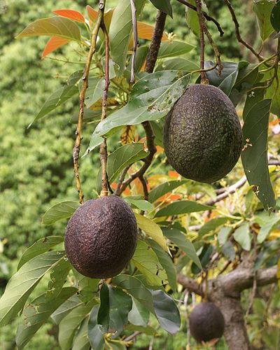 Meaning Of Avocado In Urdu Meanings Urdu Dictionary