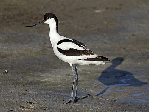 avocet