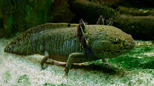 axolotl