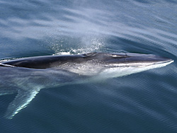 balaenoptera