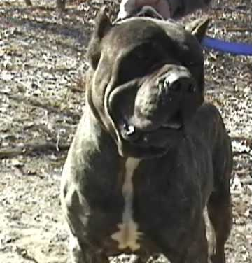 bandog