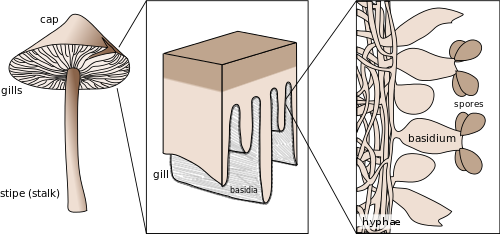 basidium