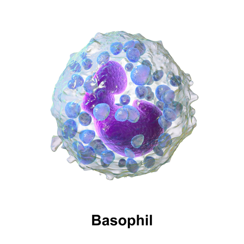 basophil