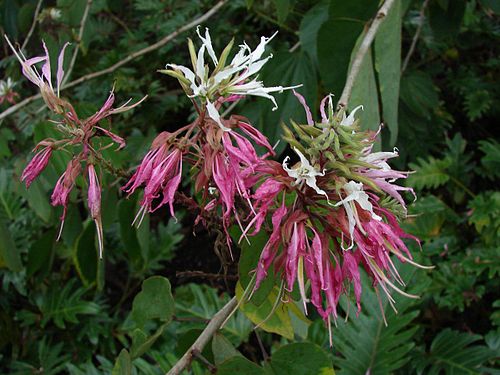 bauhinia