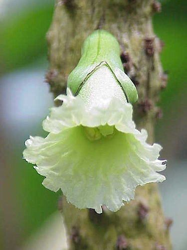 bignoniaceae