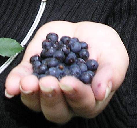 bilberry