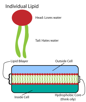 biosynthesis