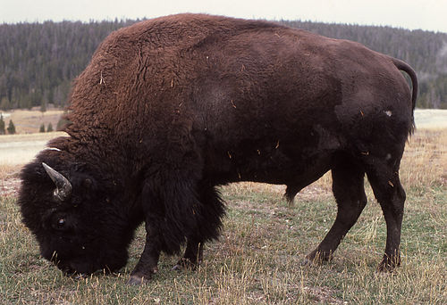 bison