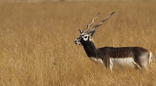 blackbuck