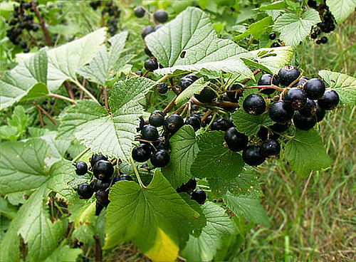 blackcurrant-urdu-meaning-of-blackcurrant