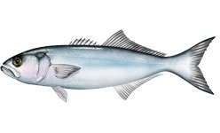 bluefish