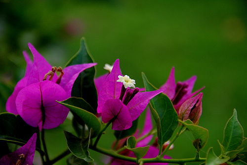 bougainvillea