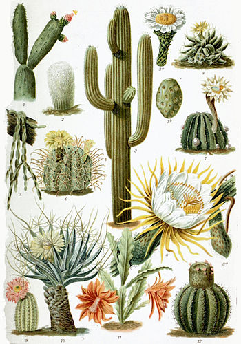 cactus