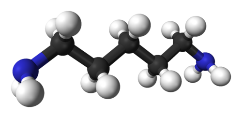 cadaverine