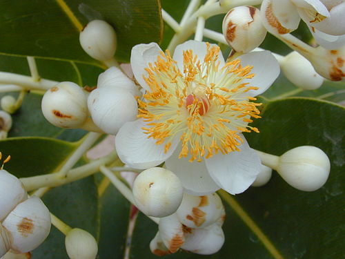 calophyllum