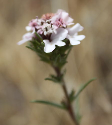 calycadenia