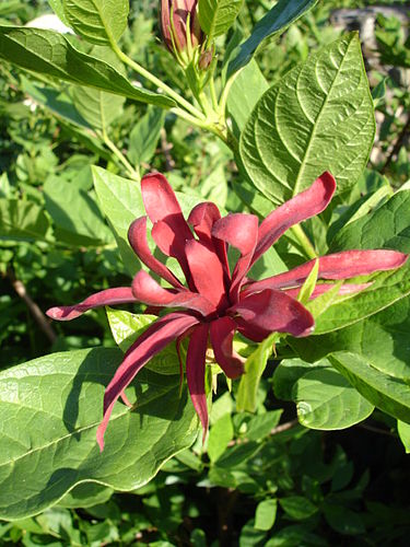 calycanthus